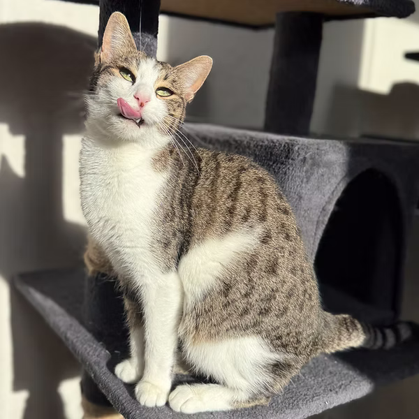 Stella
