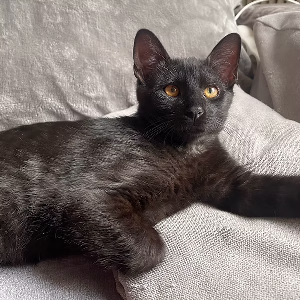 Yoda